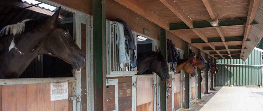 Paarden kijken over de staldeuren naar buiten, onder de houten overkapping van de buitenstallen.