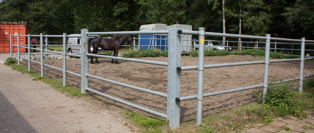 Een donker paard staat in een ruime paddock met stalen hekwerk, met bos op de achtergrond.